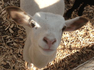CSA baby goat