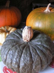 CSA news gourds