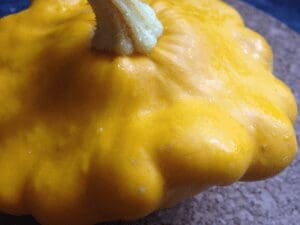 CSA spaceship squash