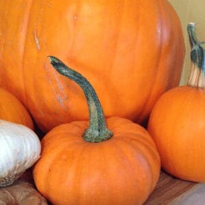 Pumpkin picking bunch