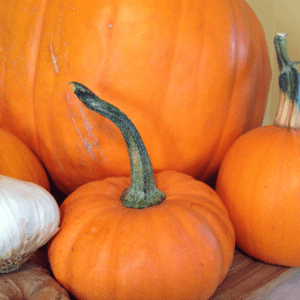 Pumpkin picking bunch