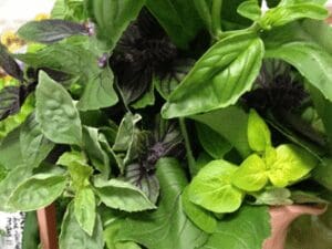 U-pick basil in vase