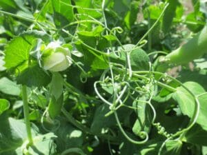 U-pick curlycue peas