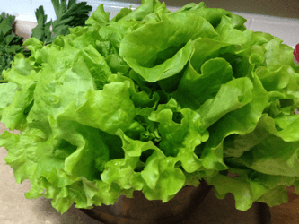 U-pick lettuce