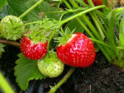Growing Things! A Beginner's Guide to Strawberries - Image 3