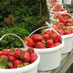 U-Pick Strawberries at the Farm