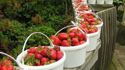 U-Pick Strawberries at the Farm