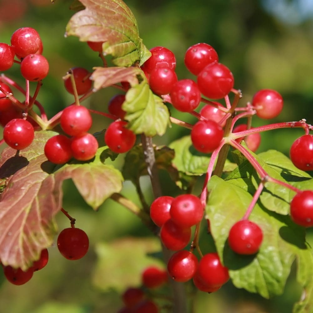 Borealis Haskap Berry - Prairie Gardens