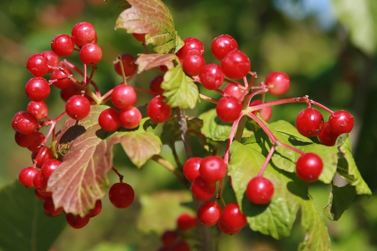 American Highbush Cranberry - Prairie Gardens