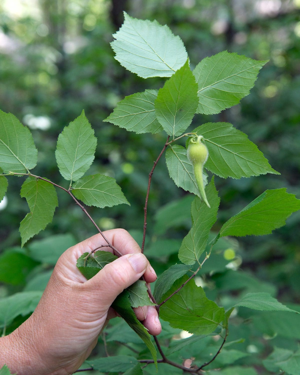 Beaked Hazelnut Prairie Gardens