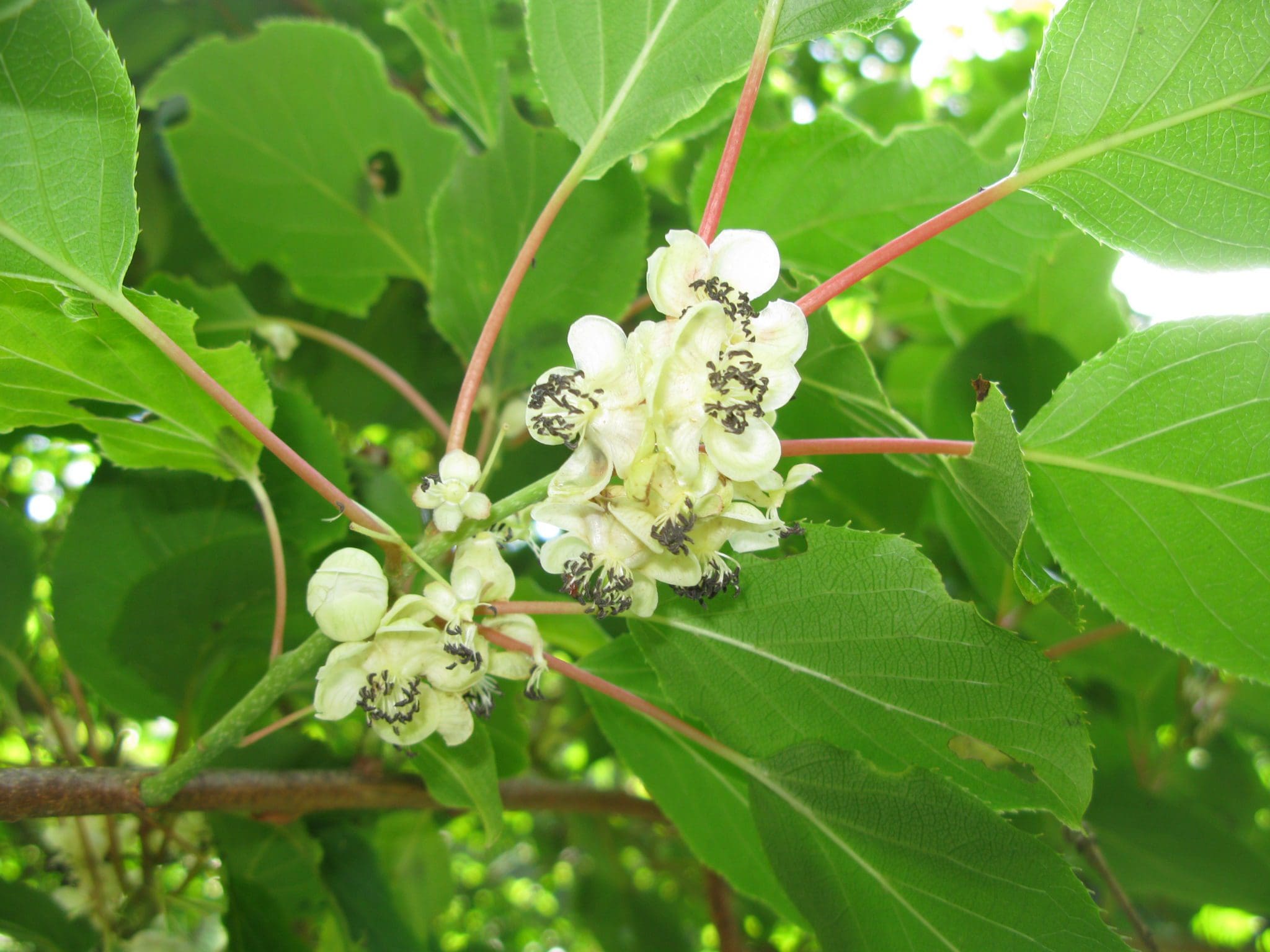 Issai Hardy Kiwi - Prairie Gardens