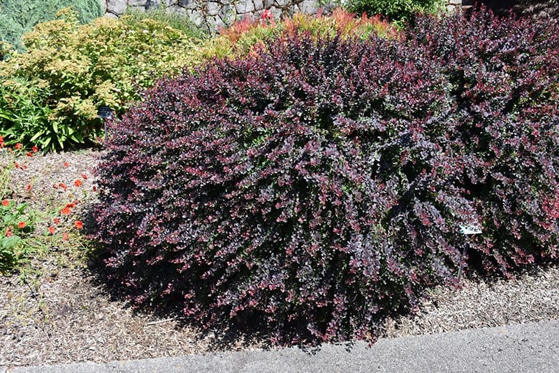 Image of Royal burgundy barberry shrub