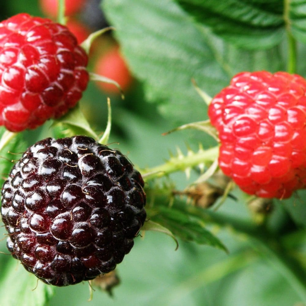 Borealis Haskap Berry - Prairie Gardens