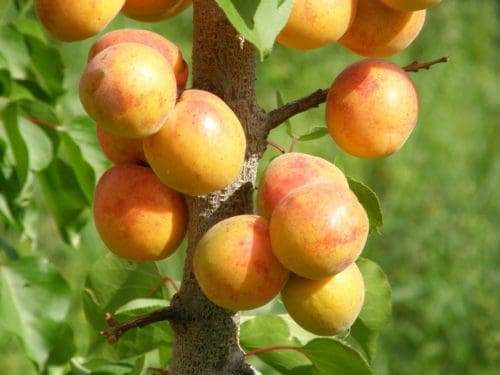 Manchurian Apricot - Prairie Gardens