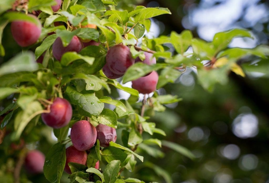 Plums the Cherry Gardens 2-3 Plums Zone Prairies & Growing - for Prairie