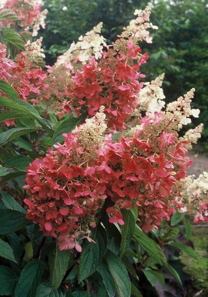 Image of Pinky winky hydrangea 5