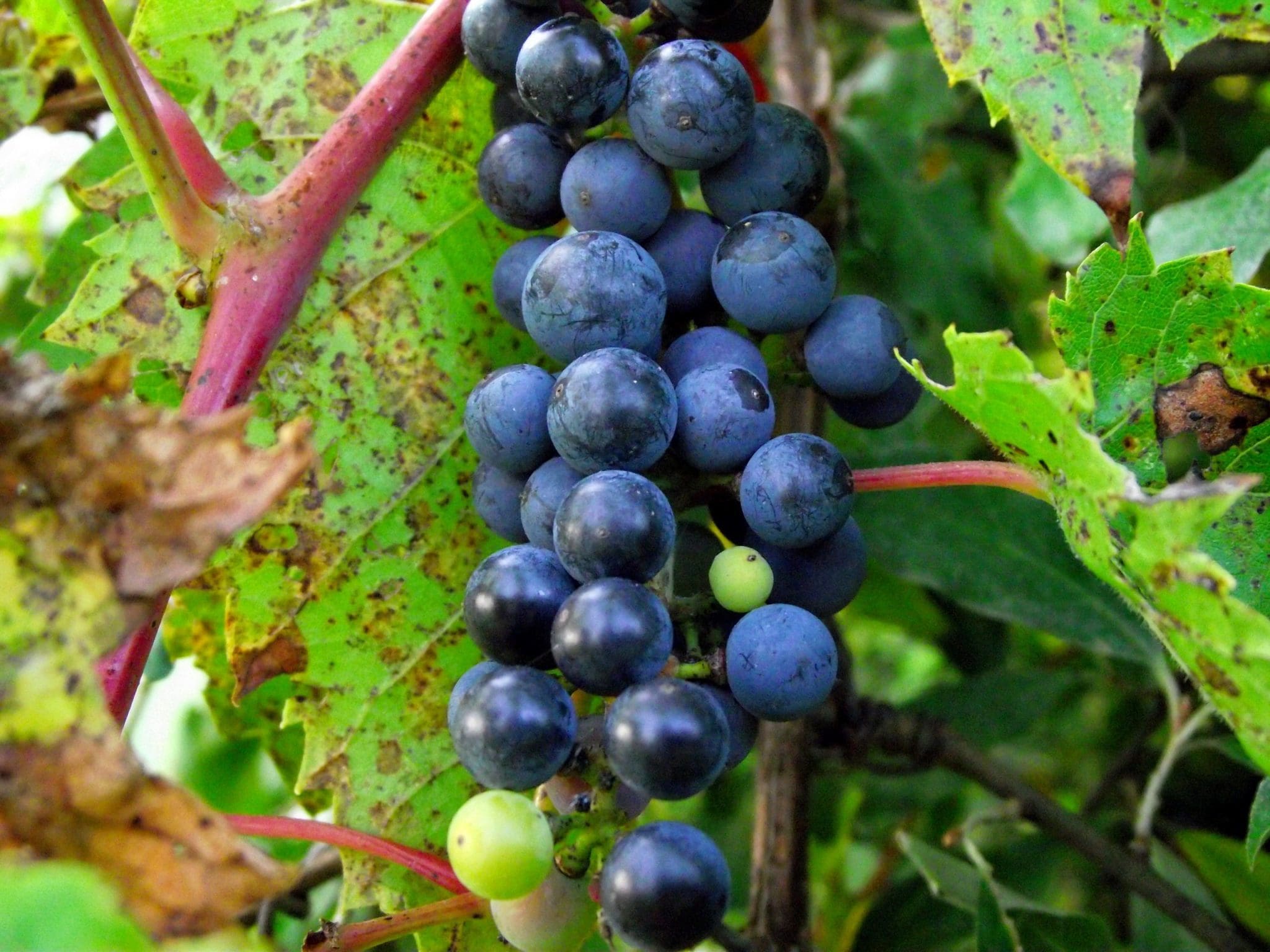 riverbank-grape-prairie-gardens