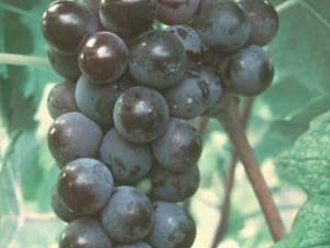 valiant grape