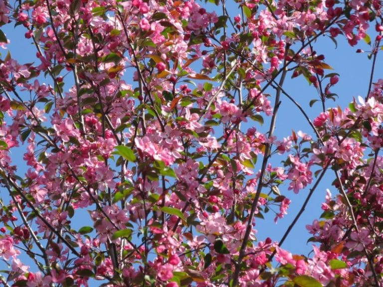 Courageous™ Flowering Crabapple - Prairie Gardens