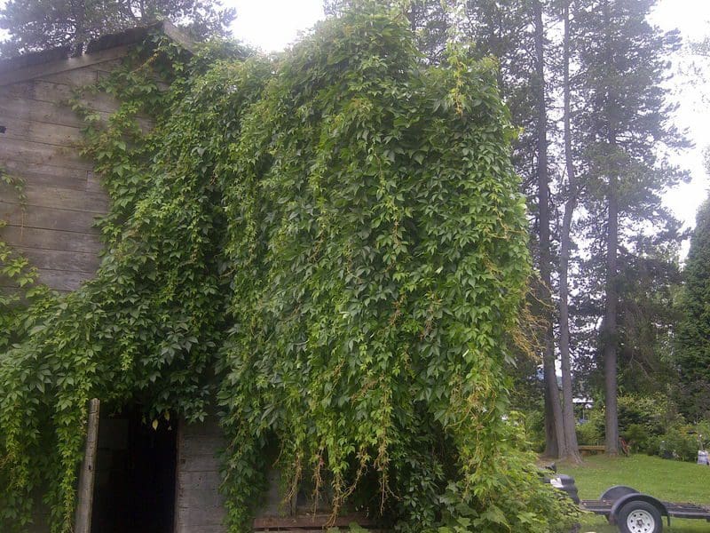 19 Types of Ivy to Grow in Your Yard