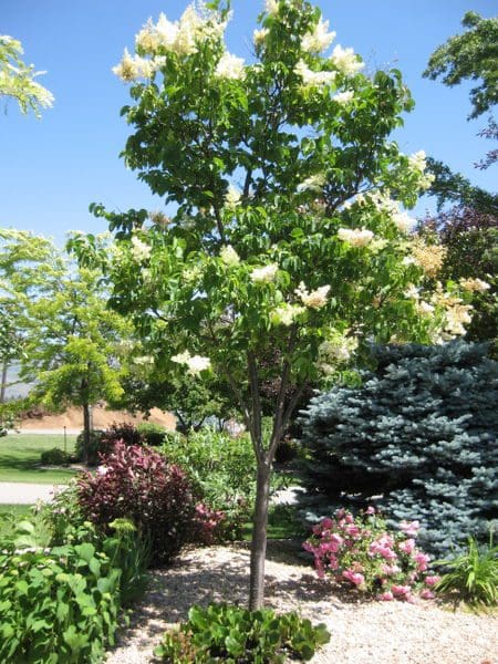 Ivory Silk Japanese Tree Lilac Prairie Gardens 