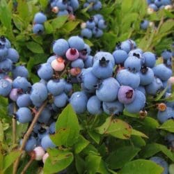 Lowberry Burgundy-blueberry - Photo courtesy Wikipedia