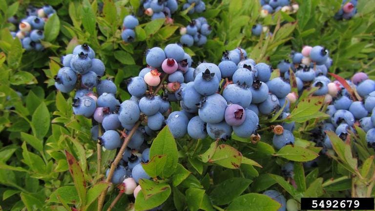 Lowberry Burgundy-blueberry - Photo courtesy Wikipedia