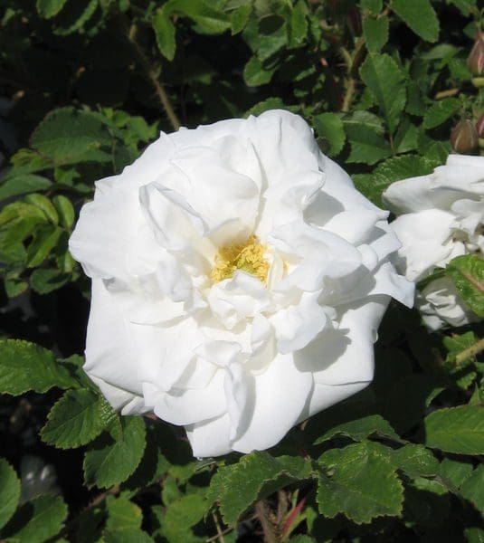 Marie Bugnet Rose - Prairie Gardens