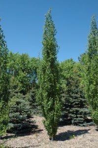 Parkland Pillar™ Birch - Prairie Gardens