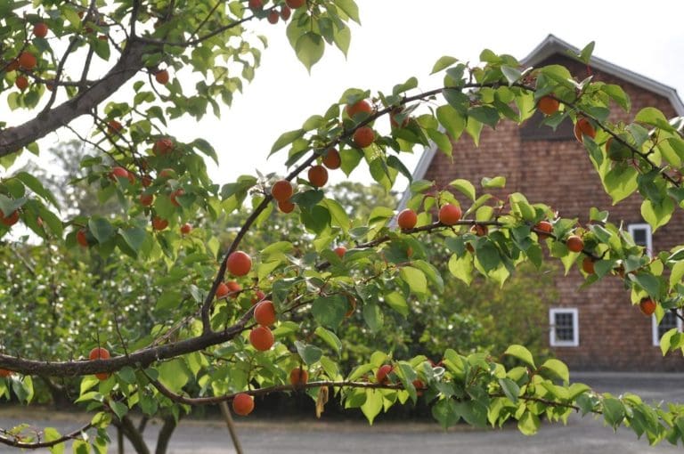 Casino Apricot Prairie Gardens