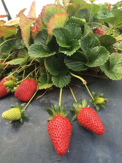 Strawberry Albion (Everbearing) - Prairie Gardens