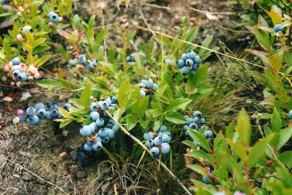 Featured image for “Combination Blueberry”