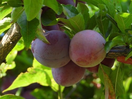 Ivanovka Plum - Prairie Gardens