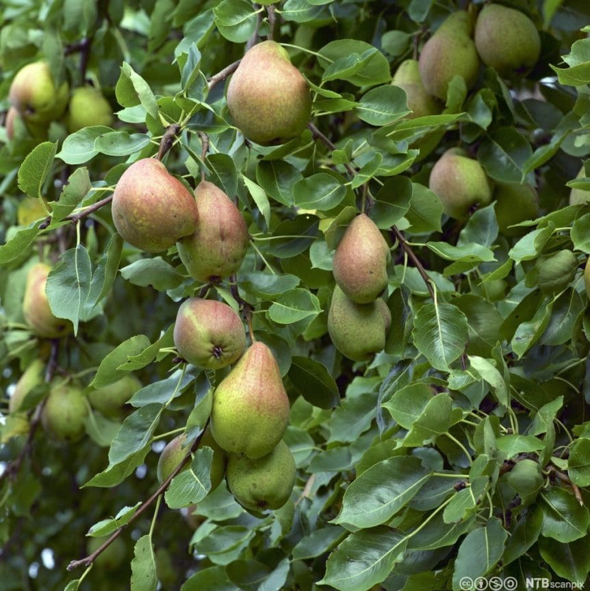 Patten Pear - Prairie Gardens