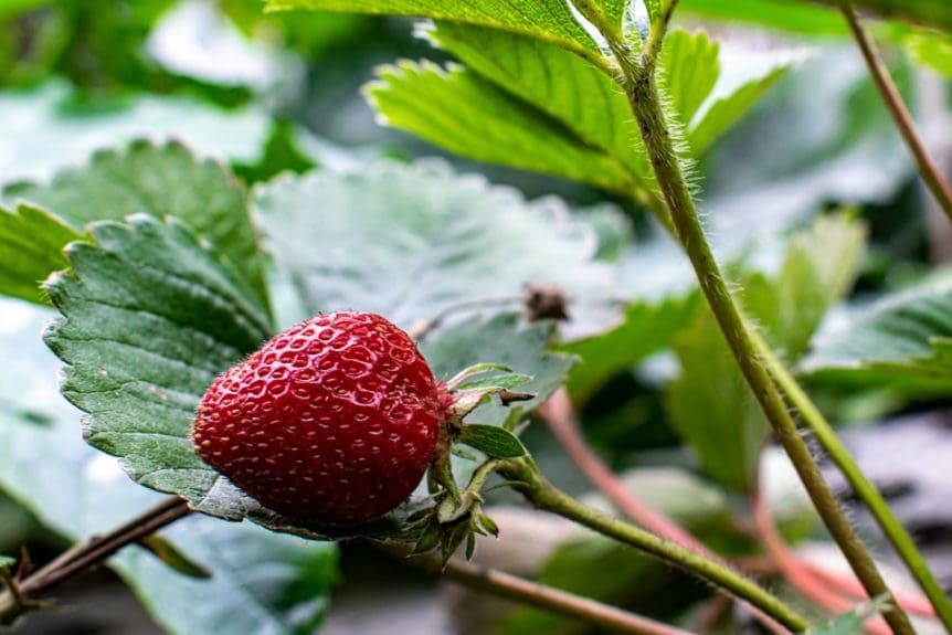 Strawberry Seascape (Everbearing) Prairie Gardens
