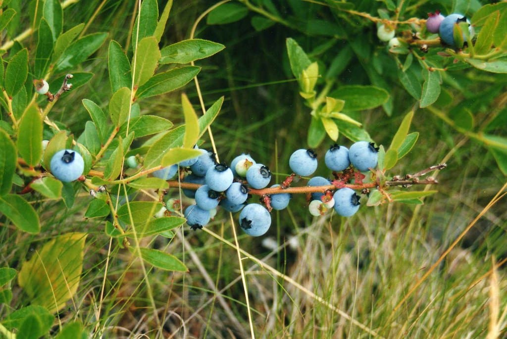 Featured image for “St. Cloud Blueberry”