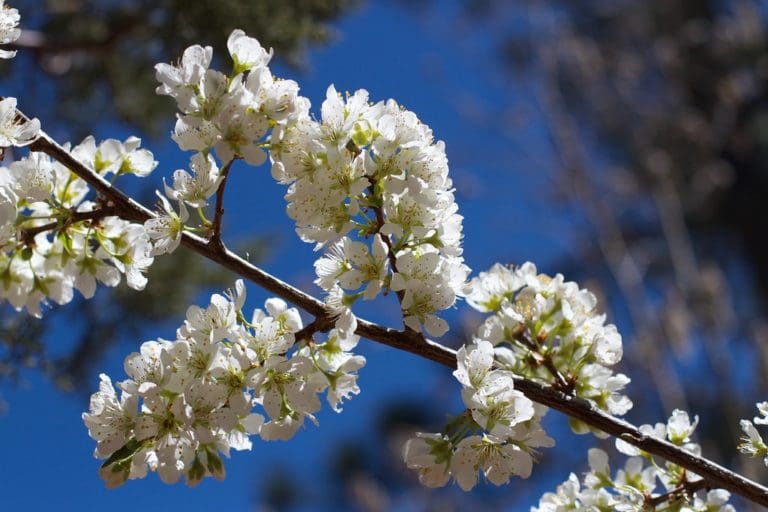 Growing Plums & Cherry Plums for the Prairies Zone 2-3 - Prairie Gardens