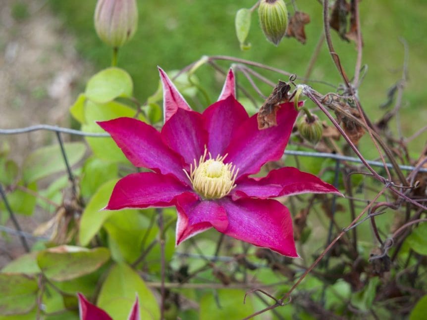 Pink Champagne Clematis Prairie Gardens