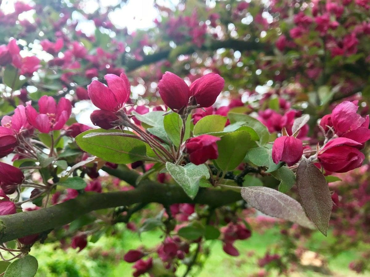 Radiant Flowering Crabapple - Prairie Gardens