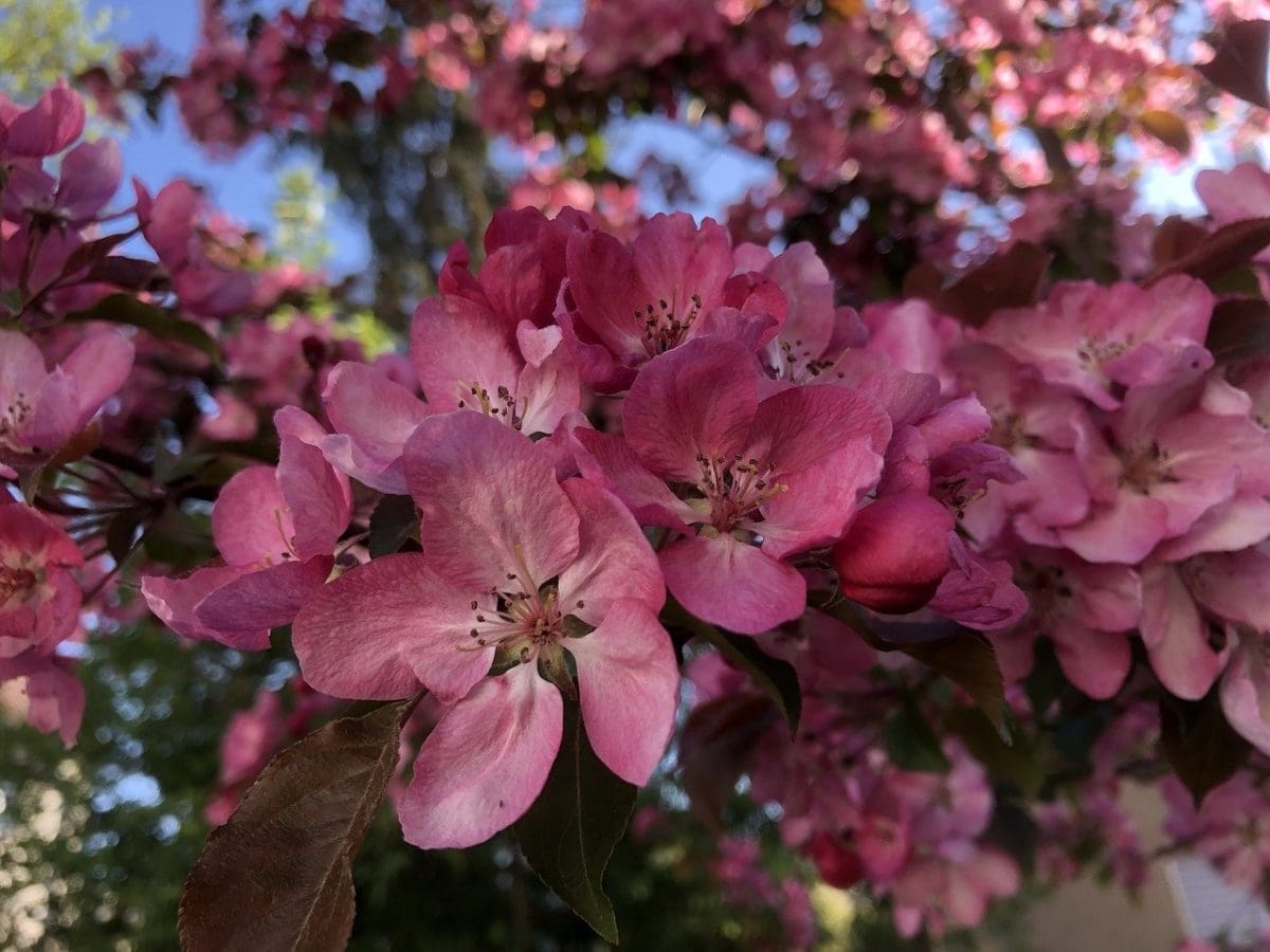 Selkirk Flowering Crabapple Prairie Gardens