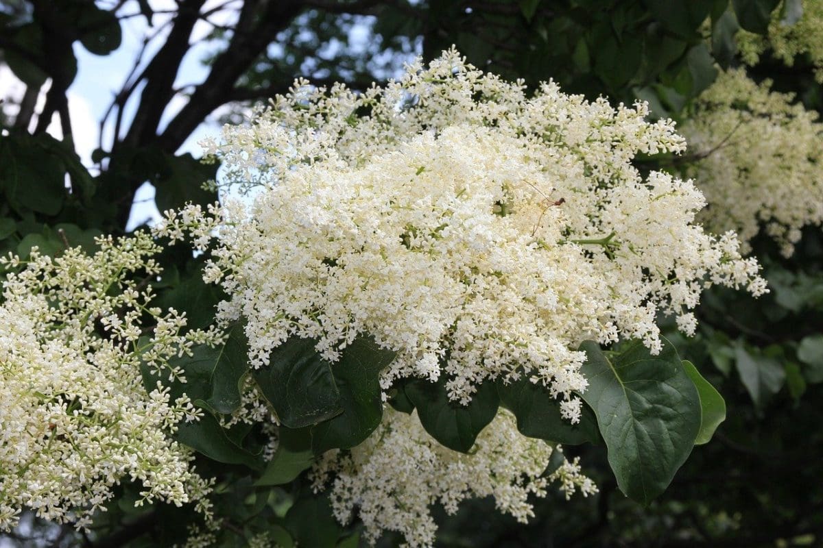 Snowdance™ Japanese Tree Lilac - Prairie Gardens