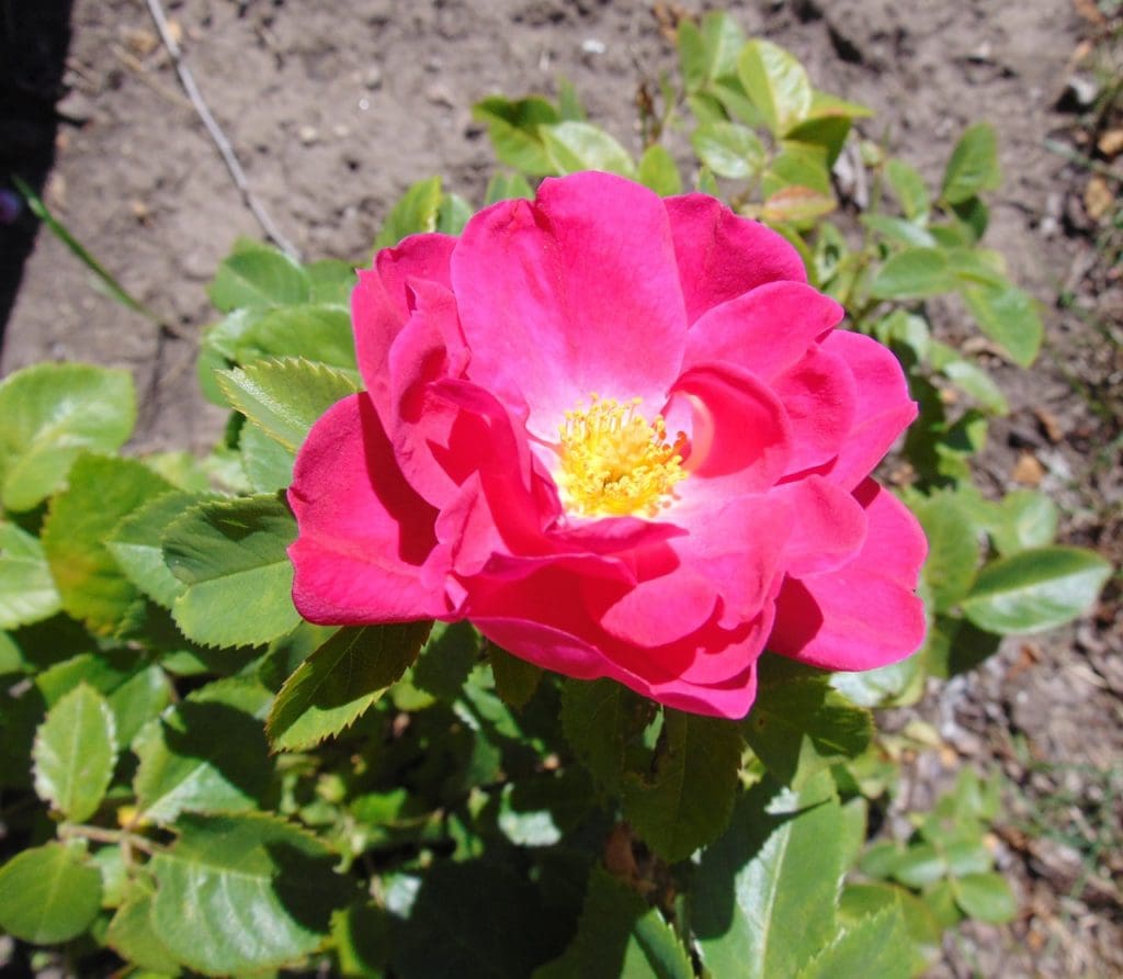 John Cabot Rose - Prairie Gardens