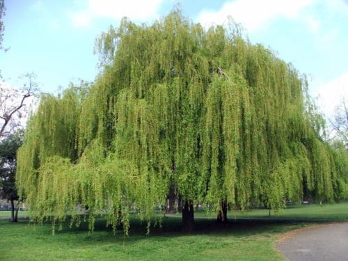 Niobe Weeping Willow - Prairie Gardens