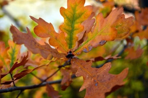 Admiration Hybrid Oak - Prairie Gardens