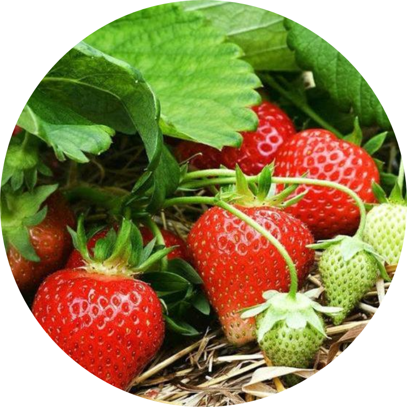 Featured image for “U-Pick”