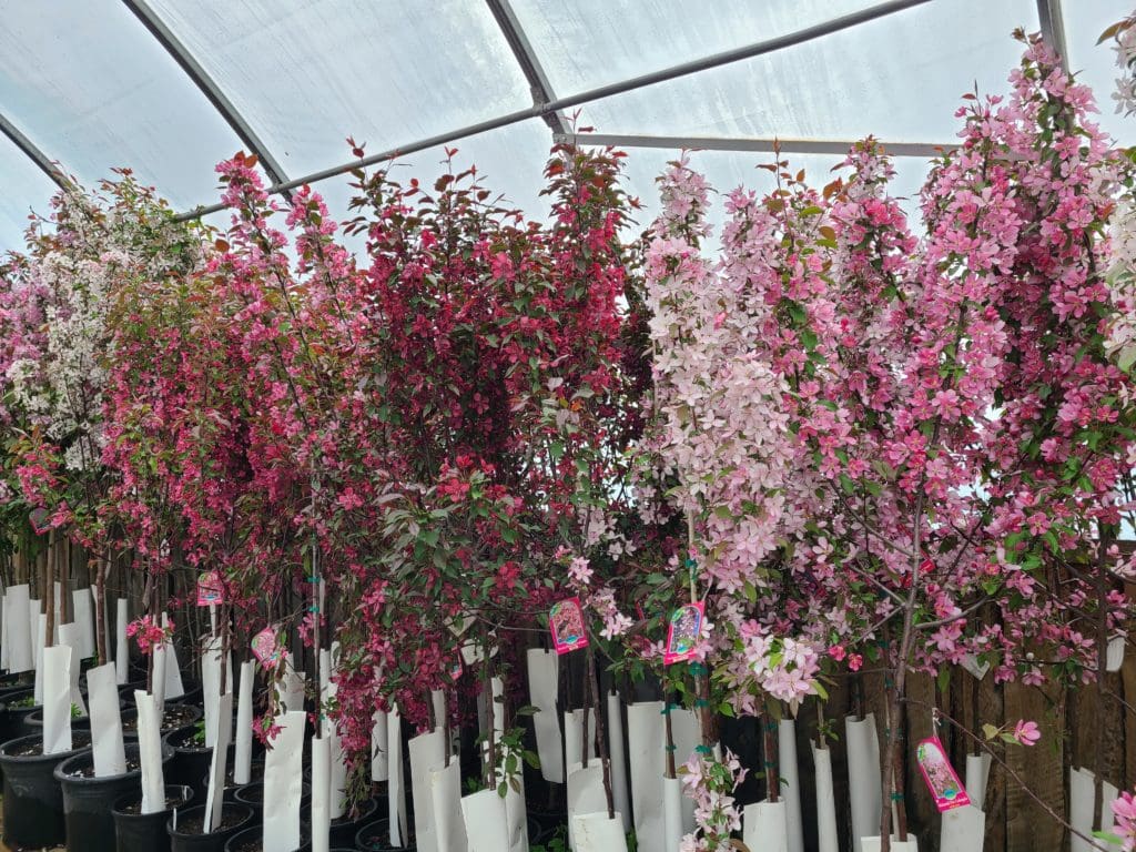 Bee Garden Trees for Bees Prairie Gardens