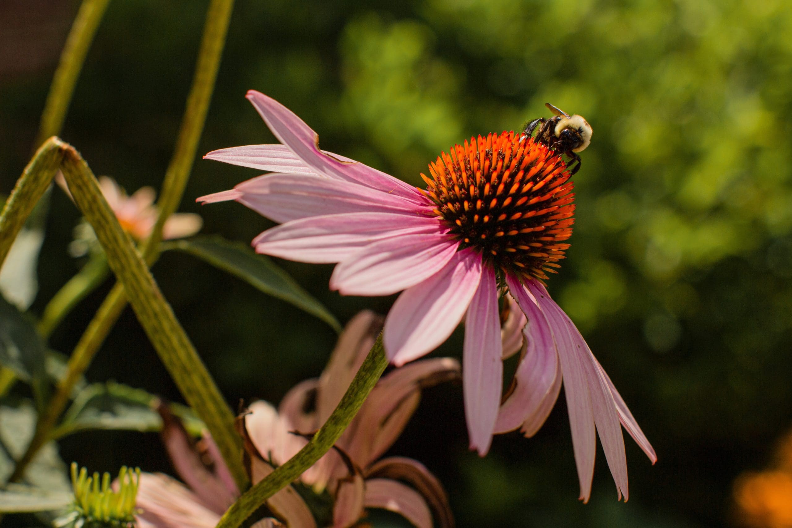 Featured image for “Bee Garden: Blossoms for Bees”