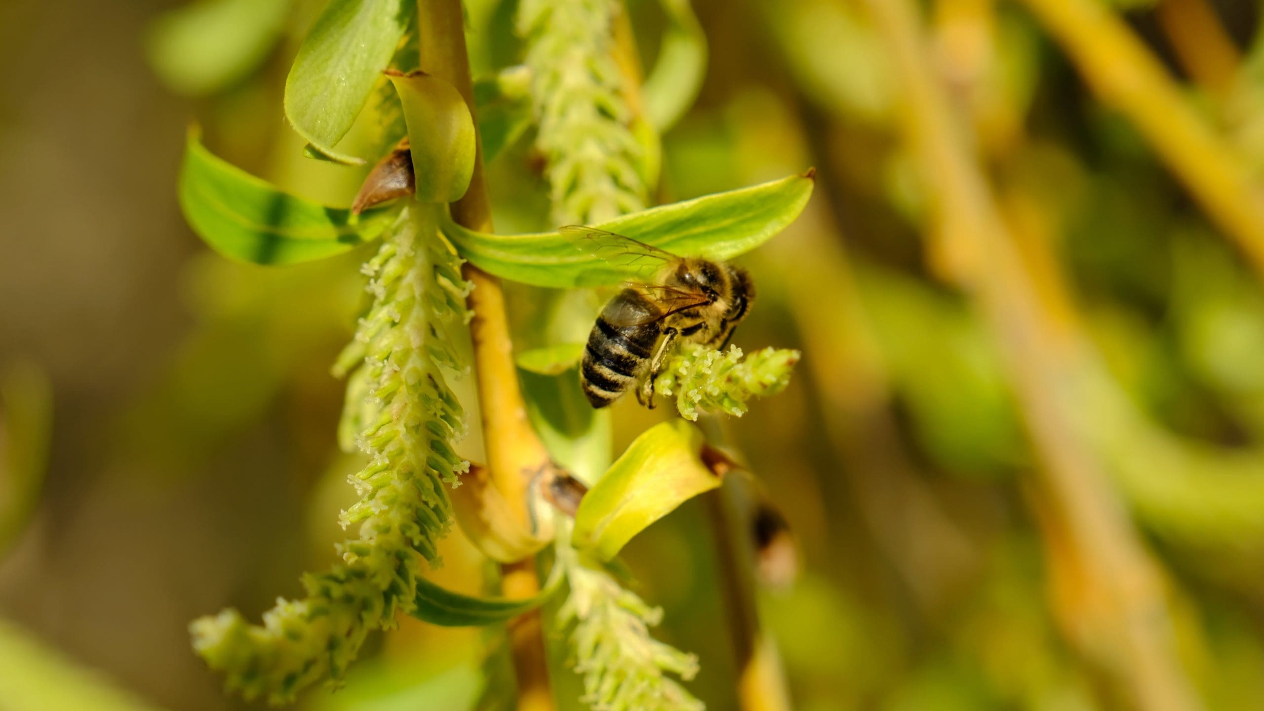 Featured image for “Bee Garden: Wetlands for Bees”