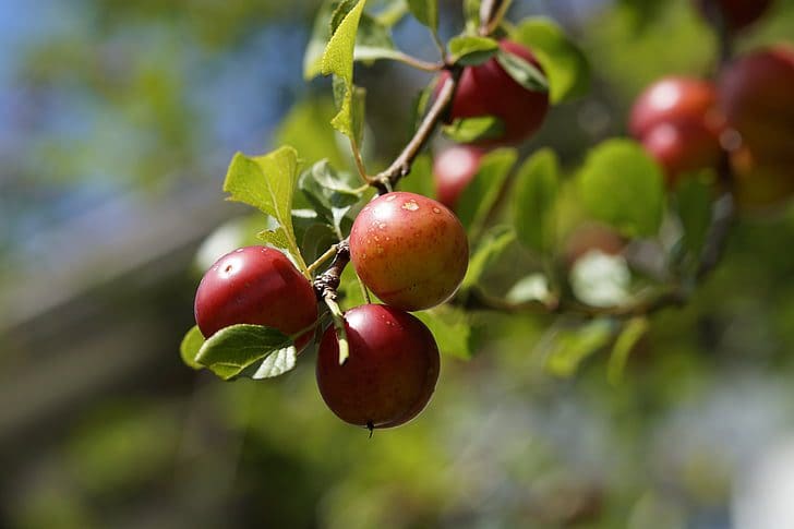 Prairies Growing Cherry for 2-3 Plums Gardens Zone Prairie Plums the & -