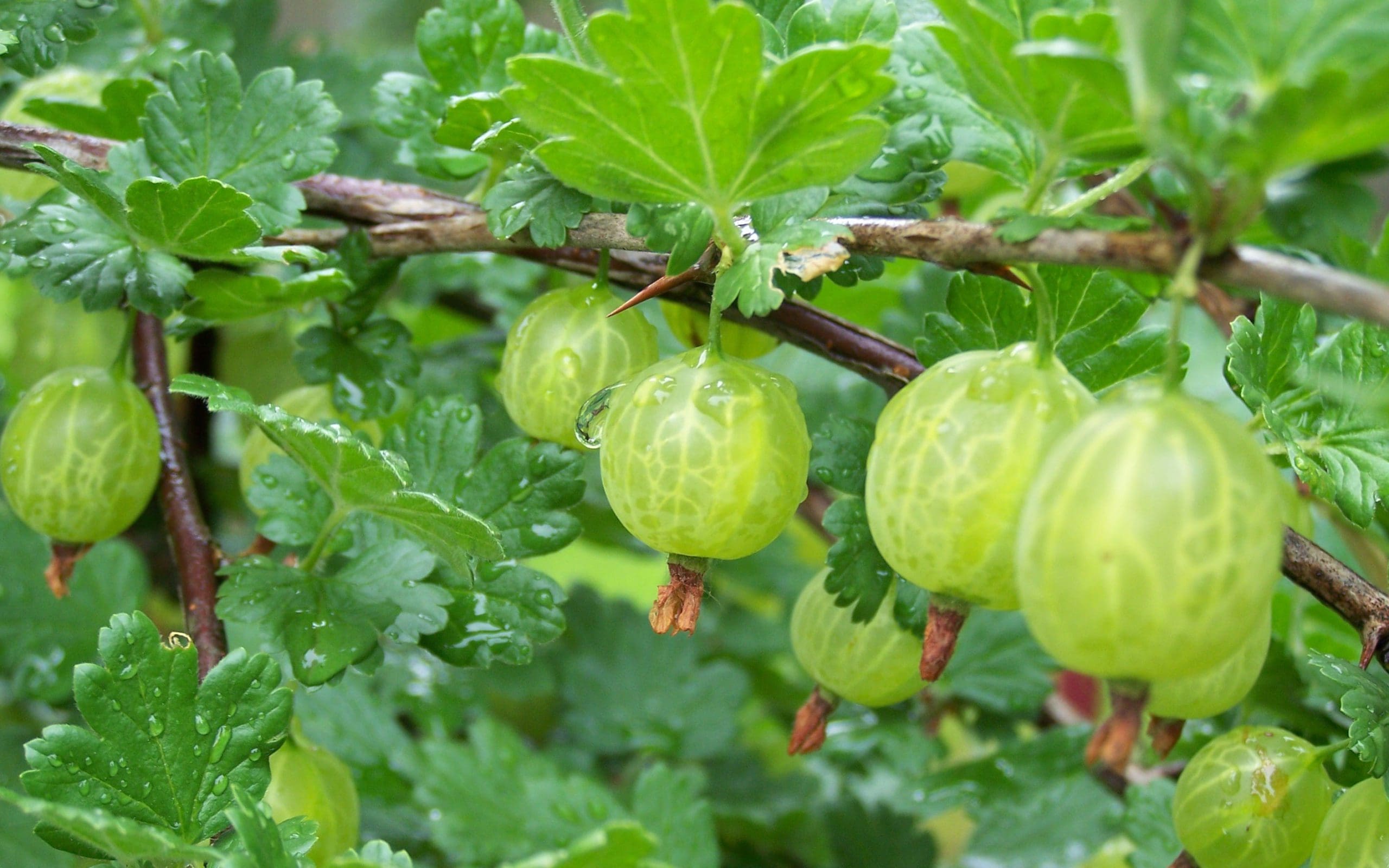 Native Gooseberry Prairie Gardens